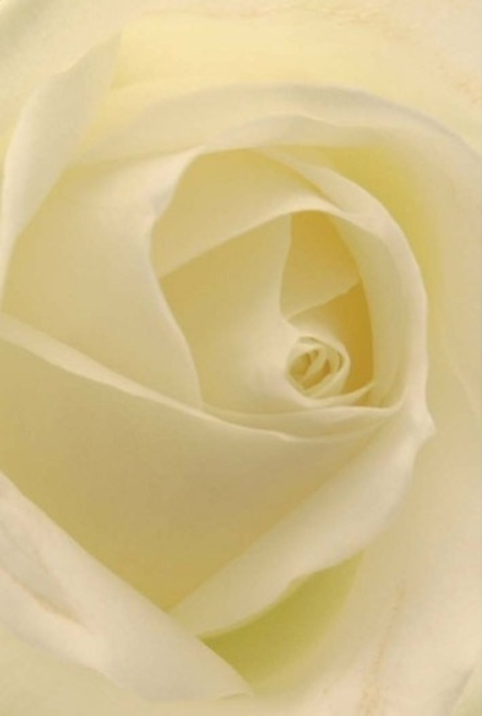 Viewed intimately, this white rose becomes a study in luxurious calm, reminiscent of peaceful afternoons wandering through Islington's squares or sharing quiet moments along Camden Passage. The petals are luminous-creamy at their base, fading to nearly transparent at the finely ruffled edges, curving in symmetrical, gentle spirals that radiate from the flower's serene core. Natural light, filtered as if through the window of a Chapel Market shop, dances across the smooth, matte texture, creating subtle contours and an illusion of almost living softness. This arrangement, crafted with exceptional care by local Islington florists, is the ideal offering for heartfelt occasions: declarations of love, expressions of sympathy, romantic gestures, or sincere apologies. The unfurling spiral at the heart of the rose symbolizes both purity and steadfast endurance, while each nuanced shade within the composition gives voice to the skilled artistry that flourishes in Islington. Imagining its delicate fragrance, one senses the clean, soothing aroma often found in the borough's spring gardens, making this rose a timeless centrepiece for every sentiment and celebration.